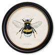 Load image into Gallery viewer, British Bees
