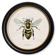 Load image into Gallery viewer, British Bees