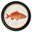 Load image into Gallery viewer, Goldfish and Golden Orfe