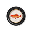 Load image into Gallery viewer, Goldfish and Golden Orfe
