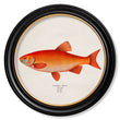 Load image into Gallery viewer, Goldfish and Golden Orfe