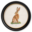 Load image into Gallery viewer, Hare