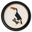 Load image into Gallery viewer, Toucans