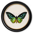 Load image into Gallery viewer, Tropical Butterflies