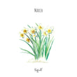 Load image into Gallery viewer, Daffodils - March Birth Flower - Watercolour Fine Art Print