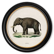 Load image into Gallery viewer, Elephants