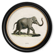 Load image into Gallery viewer, Elephants