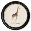 Load image into Gallery viewer, Giraffe
