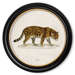 Load image into Gallery viewer, Jaguar