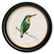 Load image into Gallery viewer, Kingfisher and Bee Eater