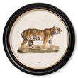 Load image into Gallery viewer, Tiger