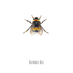 Bumble Bee Watercolour Fine Art Print