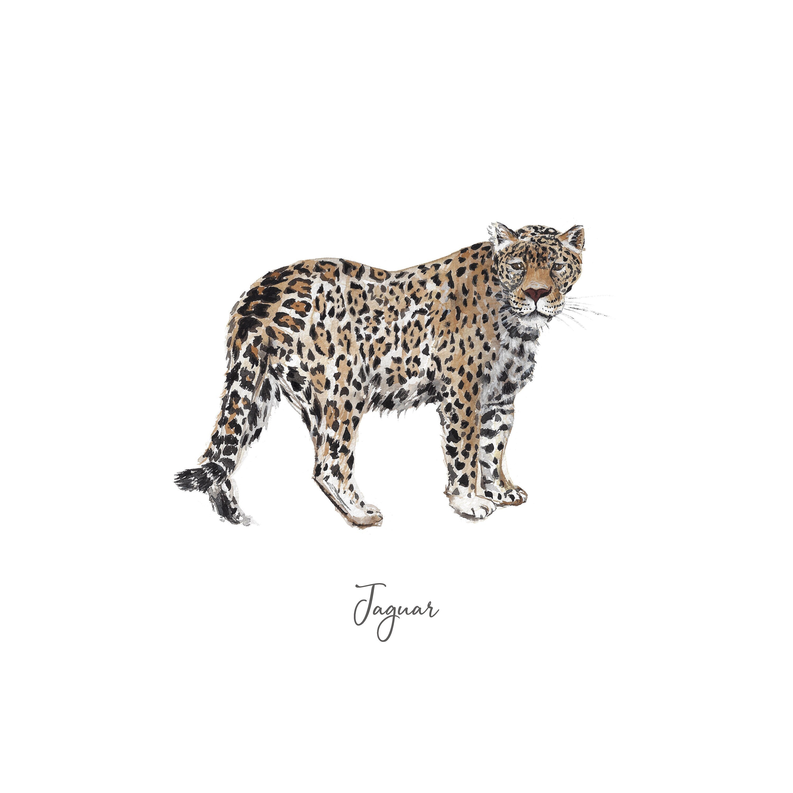 Jaguar Personalised Watercolour Fine Art Print