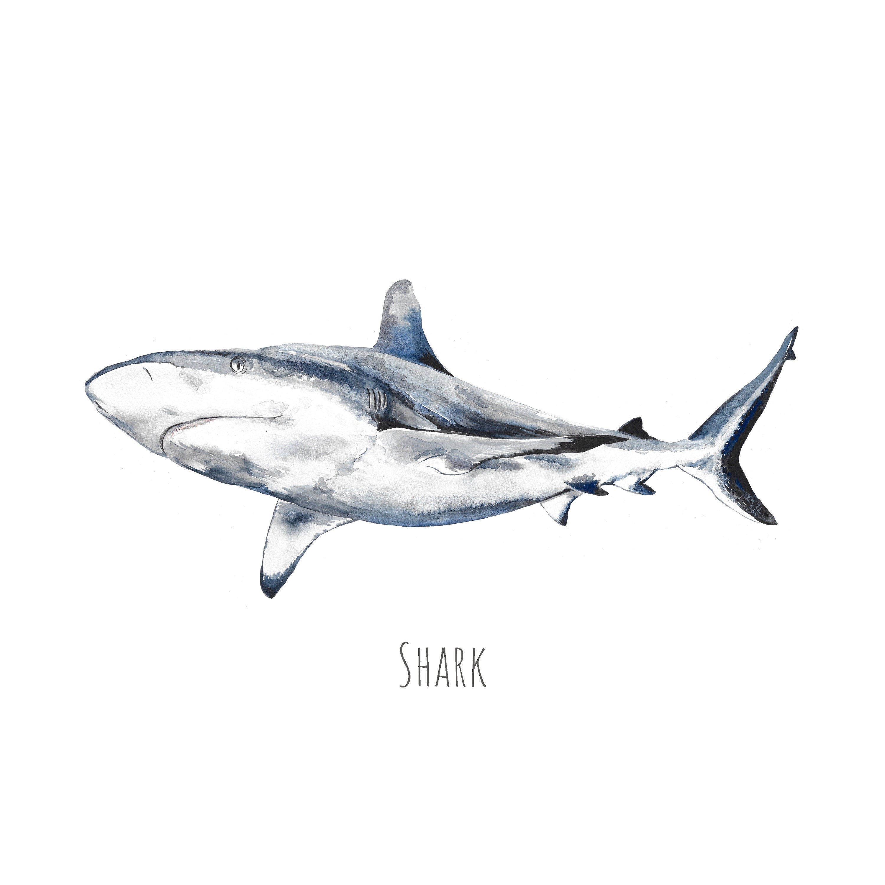 Personalised Shark Watercolour Fine Art Print