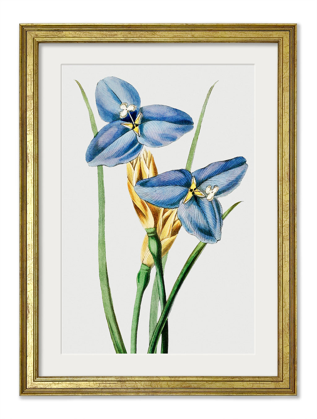 Blue Floral Illustrations Set of 4 Prints