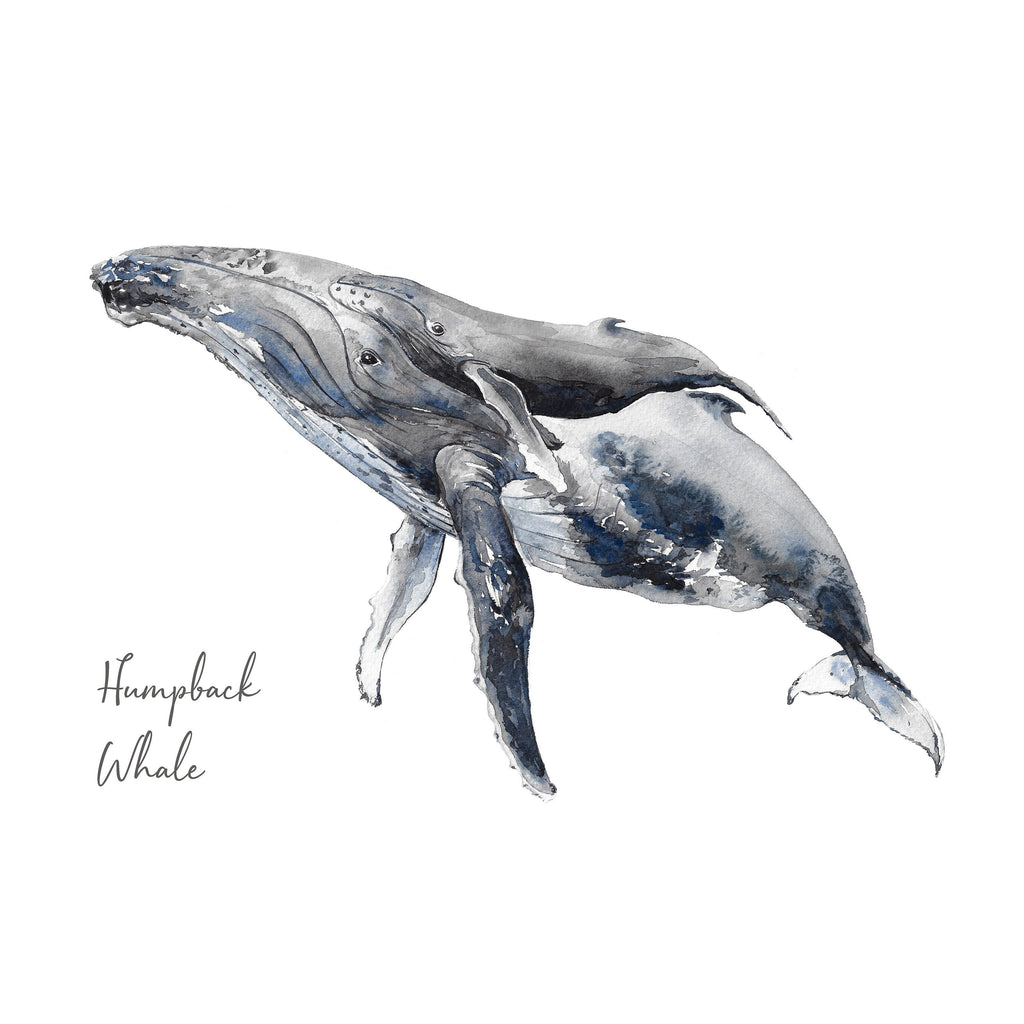 Humpback Whale  - Personalised Watercolour Fine Art Print