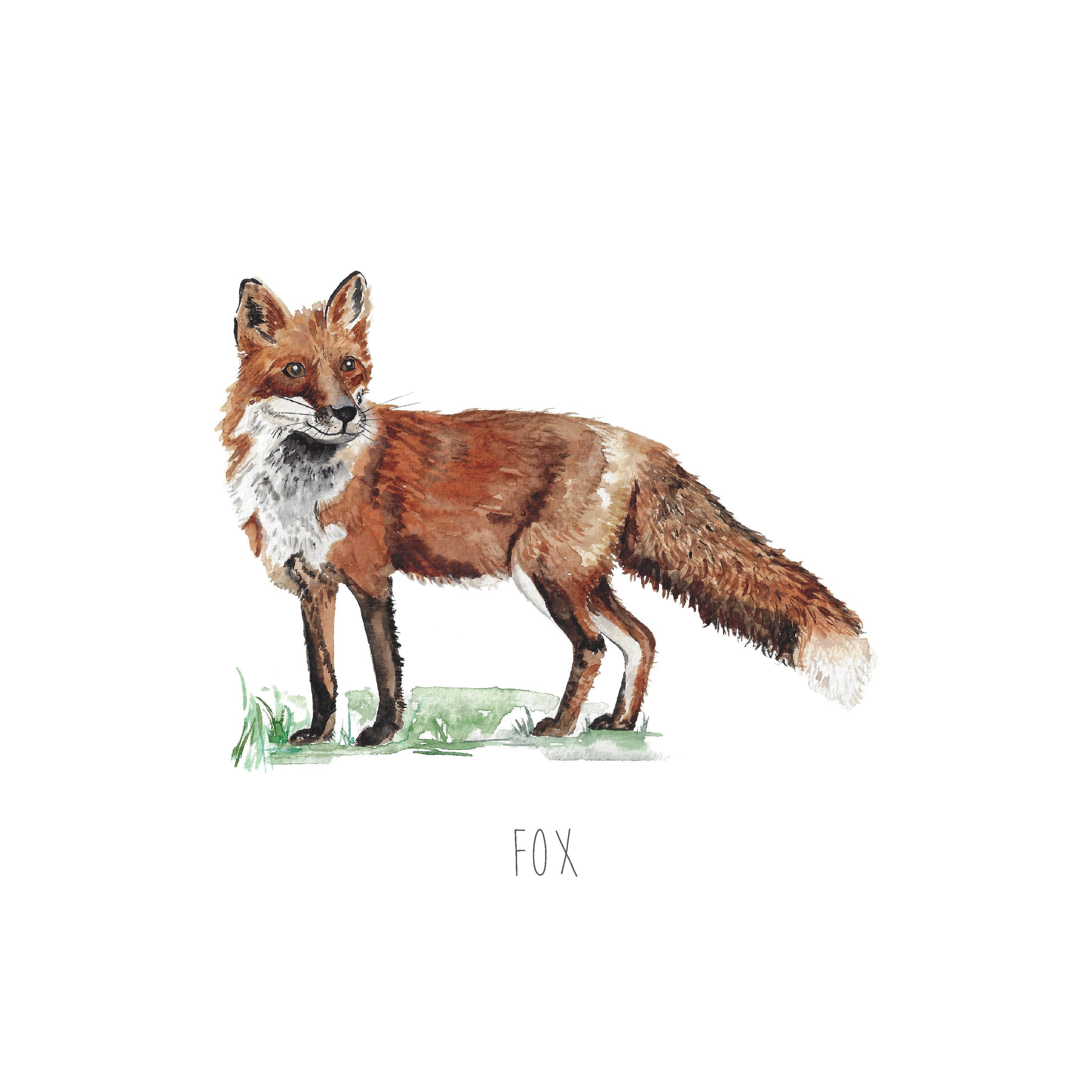 Fox Watercolour Art Print