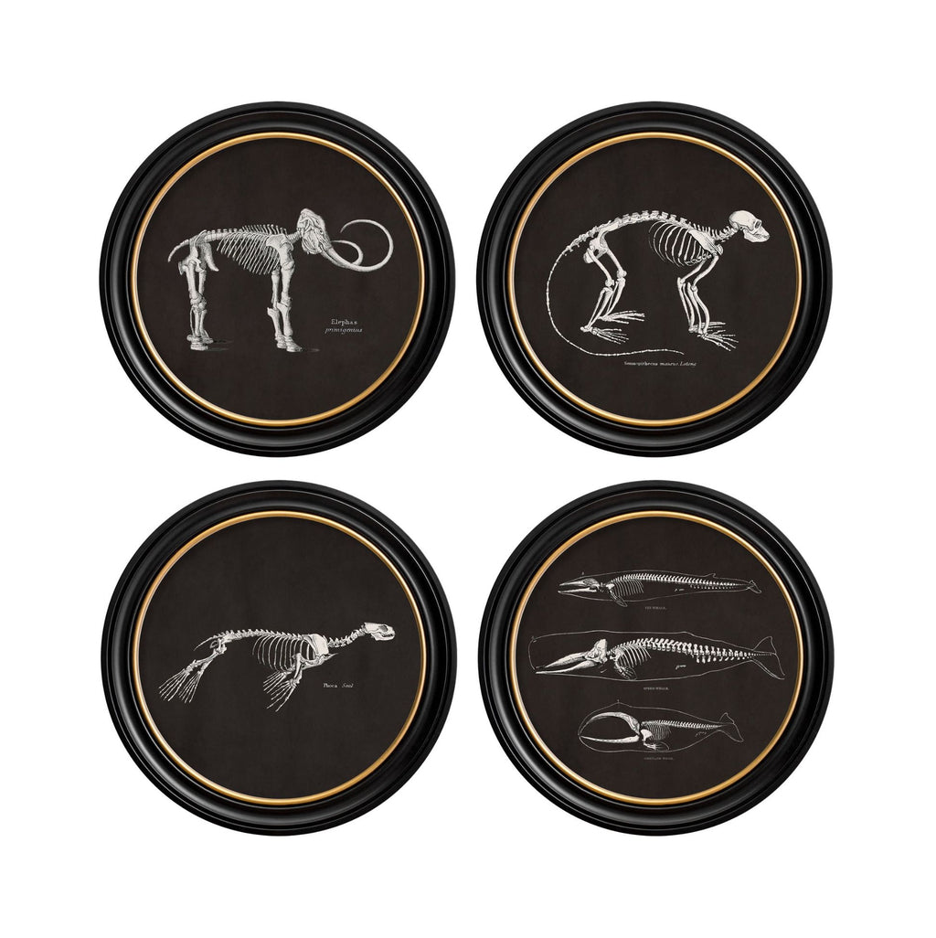 Anatomical Skeletons