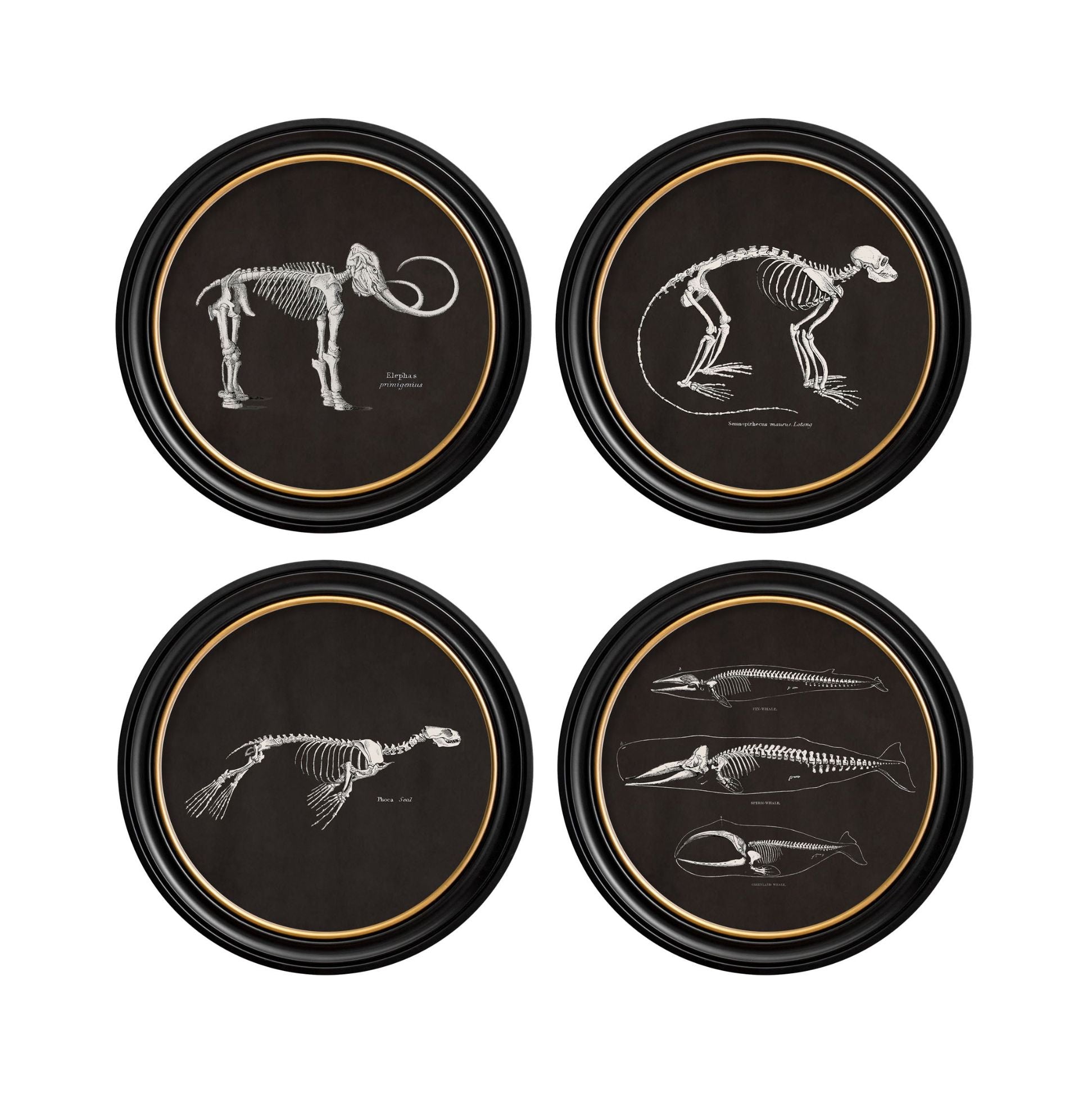 Anatomical Skeletons