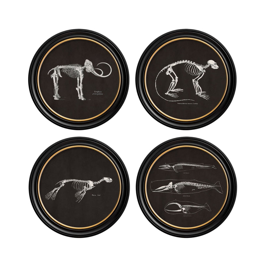 Anatomical Skeletons