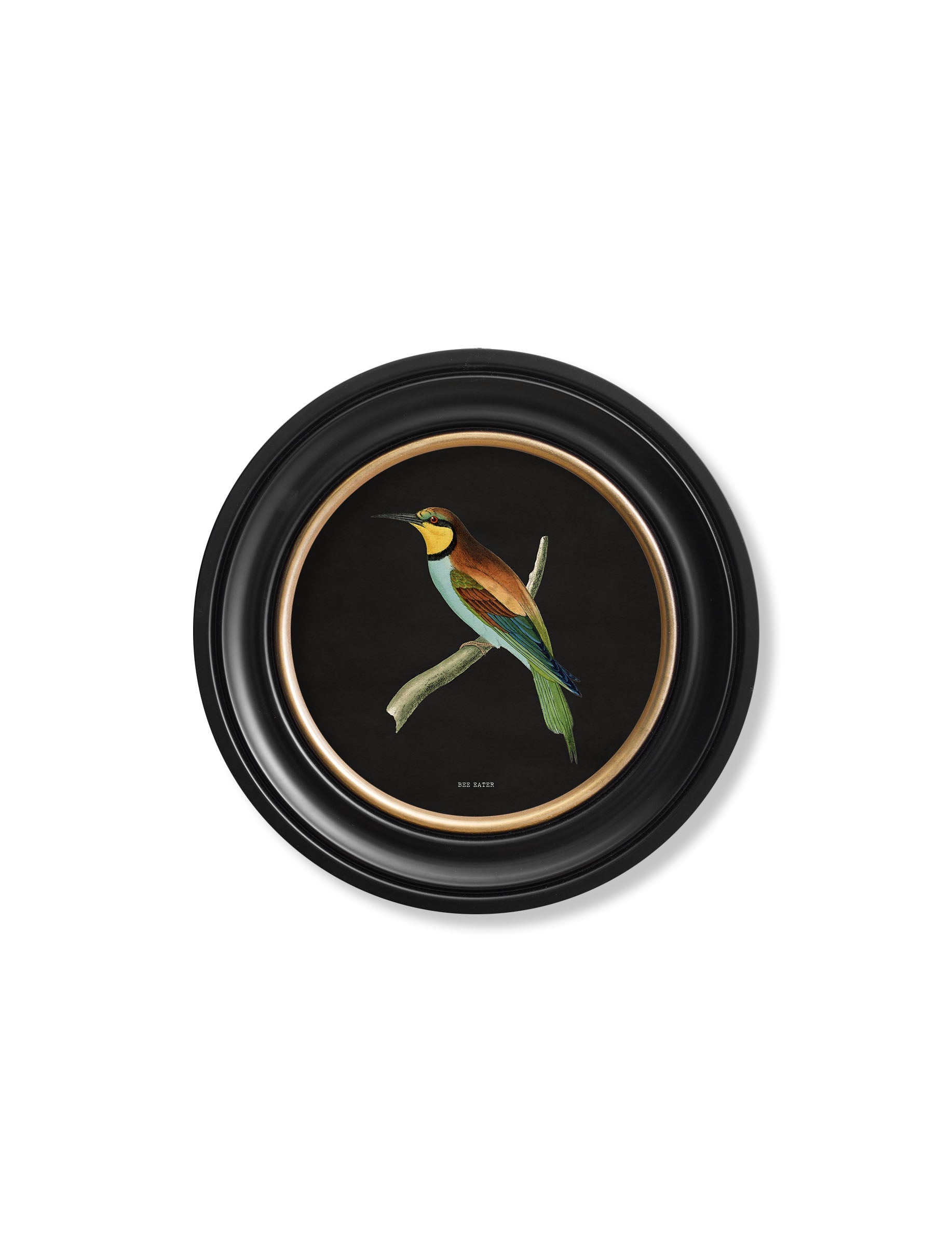 Kingfisher and Bee Eater