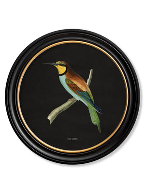 Kingfisher and Bee Eater