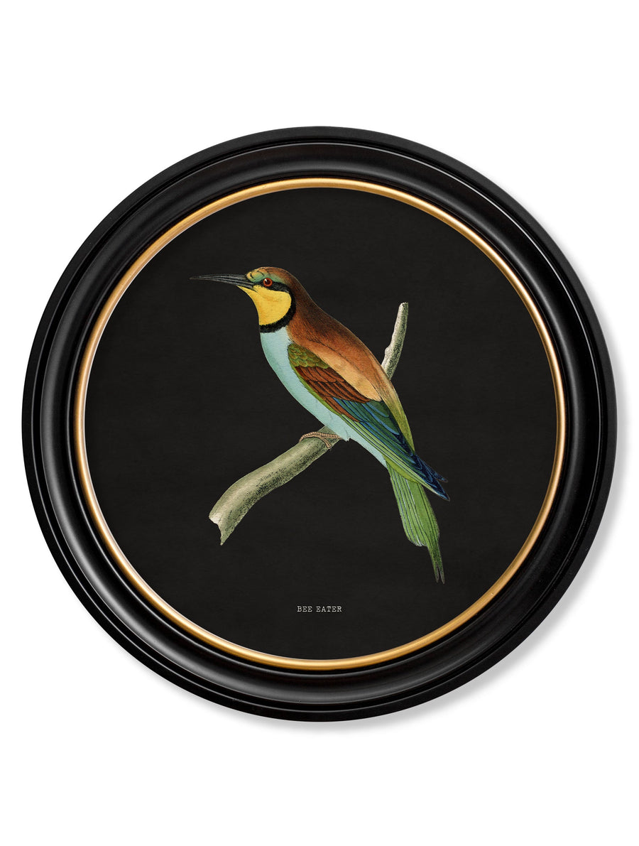 Kingfisher and Bee Eater
