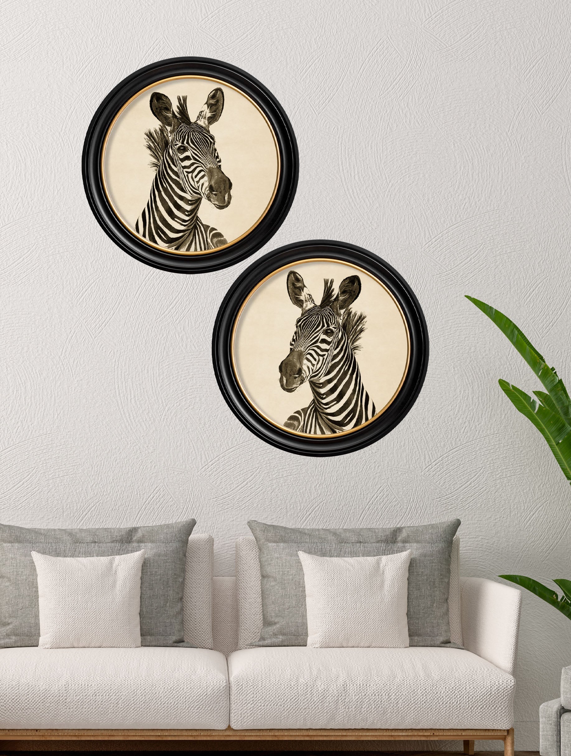Zebra Illustrations