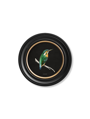 Kingfisher and Bee Eater