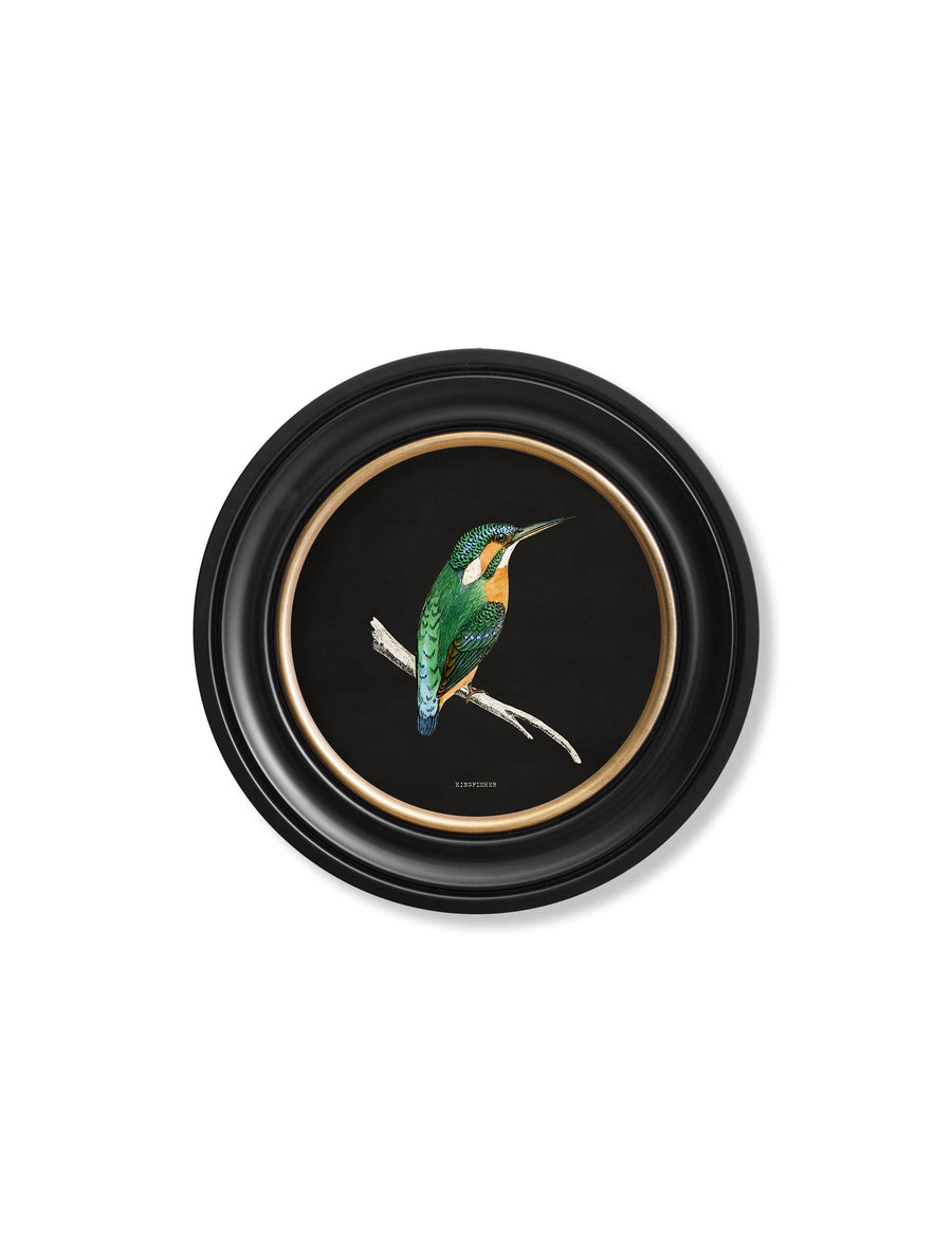 Kingfisher and Bee Eater