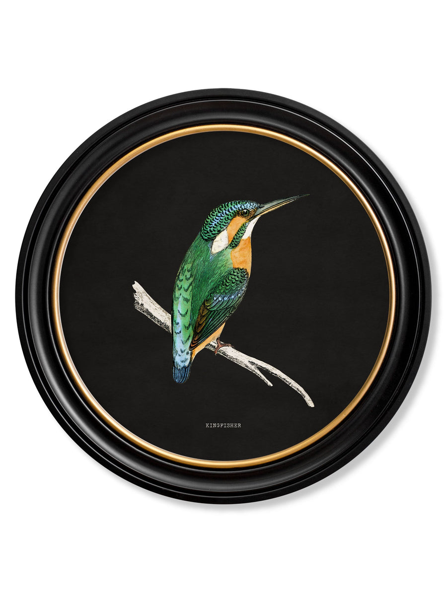 Kingfisher and Bee Eater