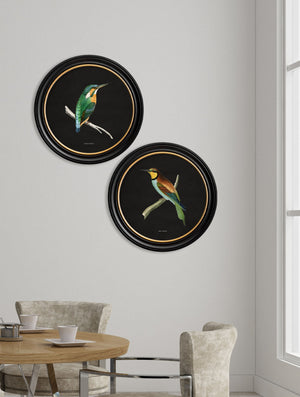 Kingfisher and Bee Eater