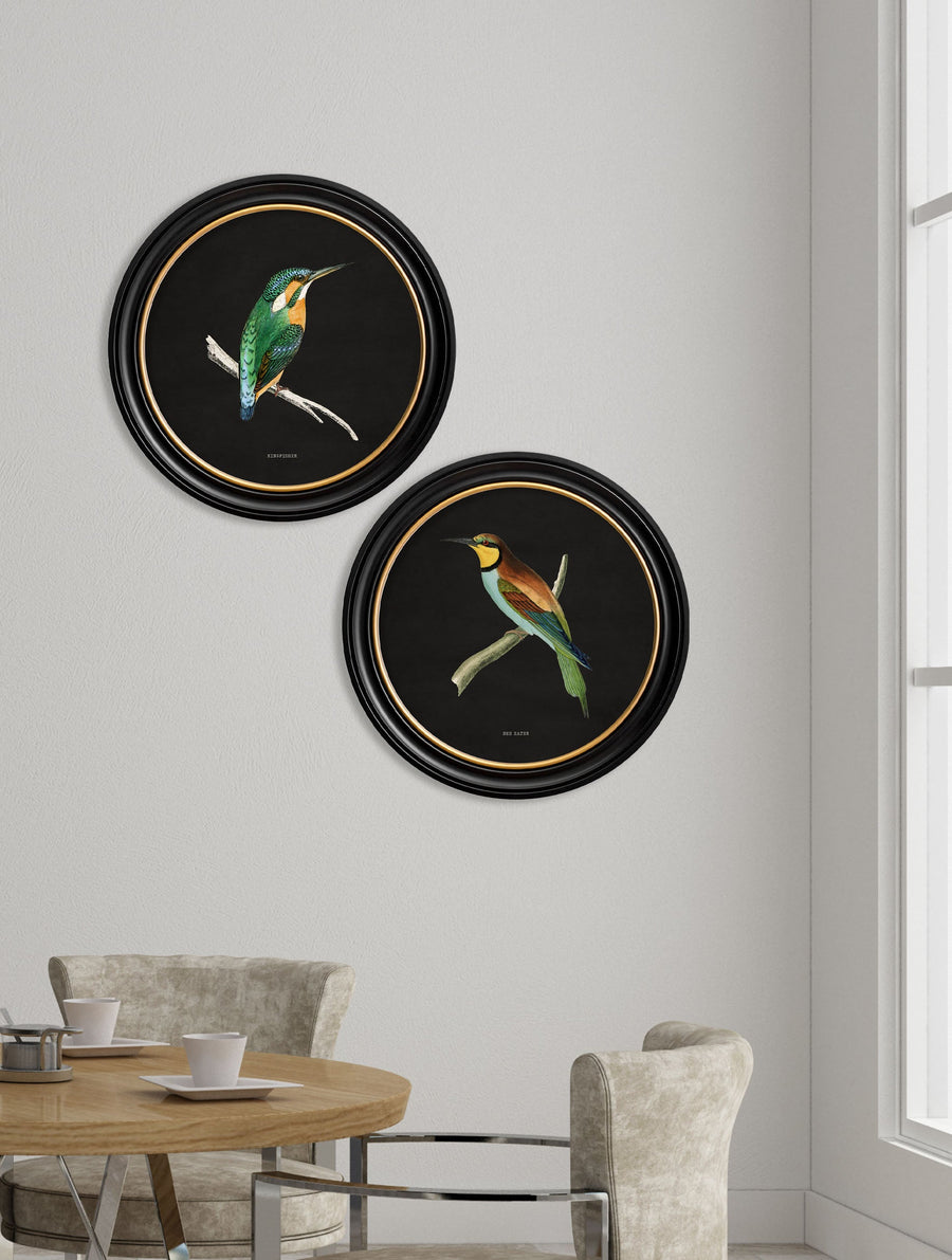 Kingfisher and Bee Eater