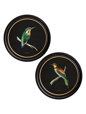 Kingfisher and Bee Eater