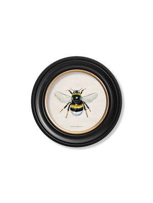 British Bees