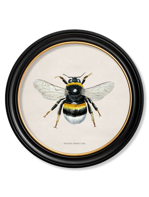 British Bees