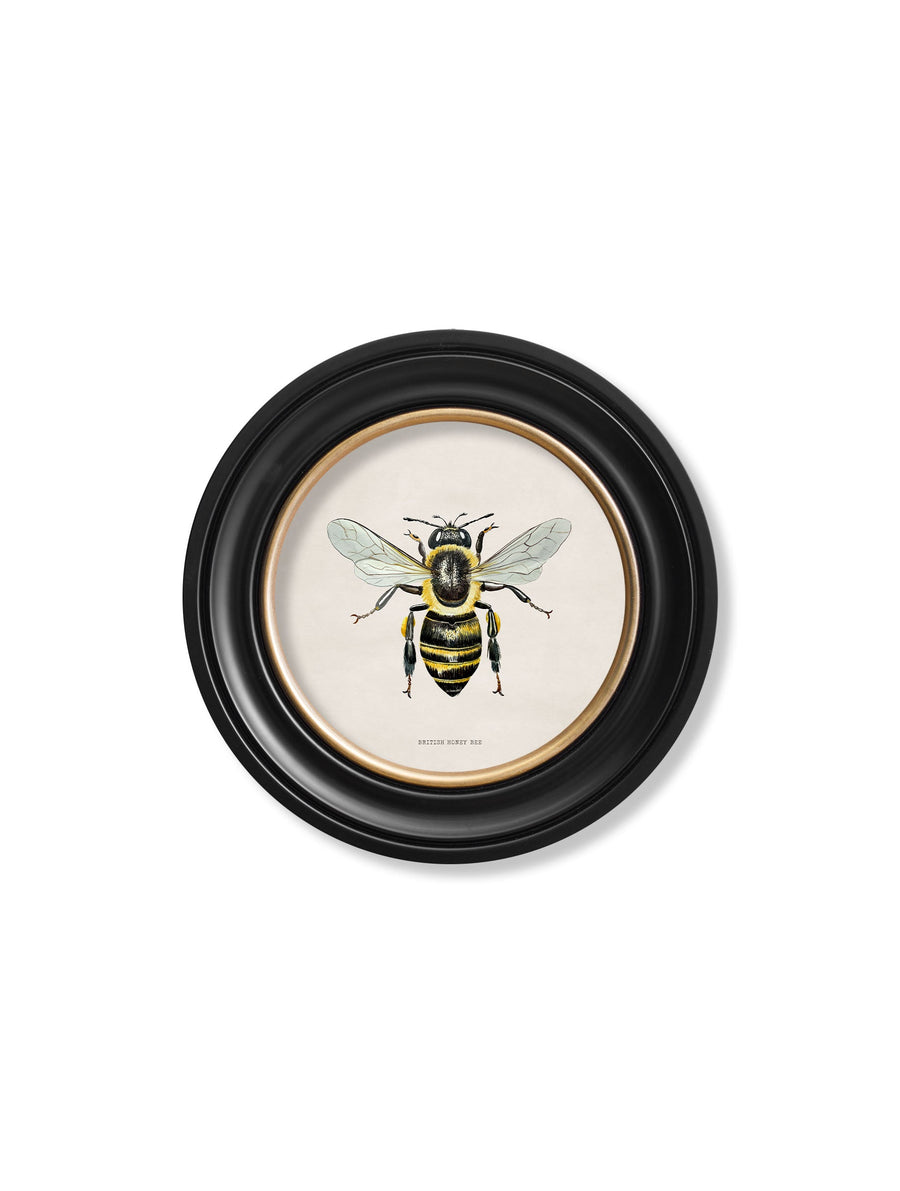 British Bees