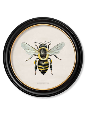 British Bees
