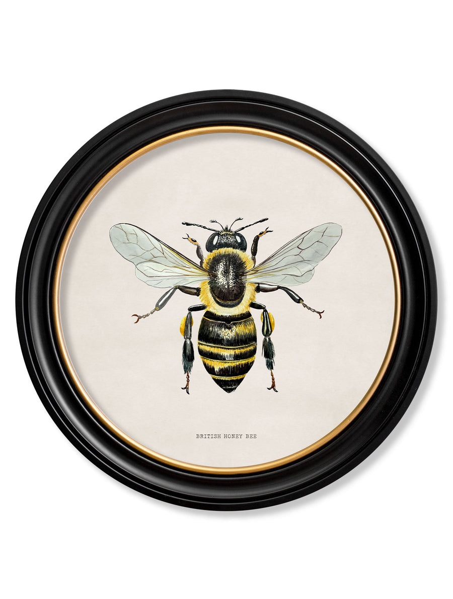 British Bees