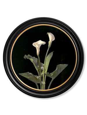 Lambdin Lillys - Round Frame