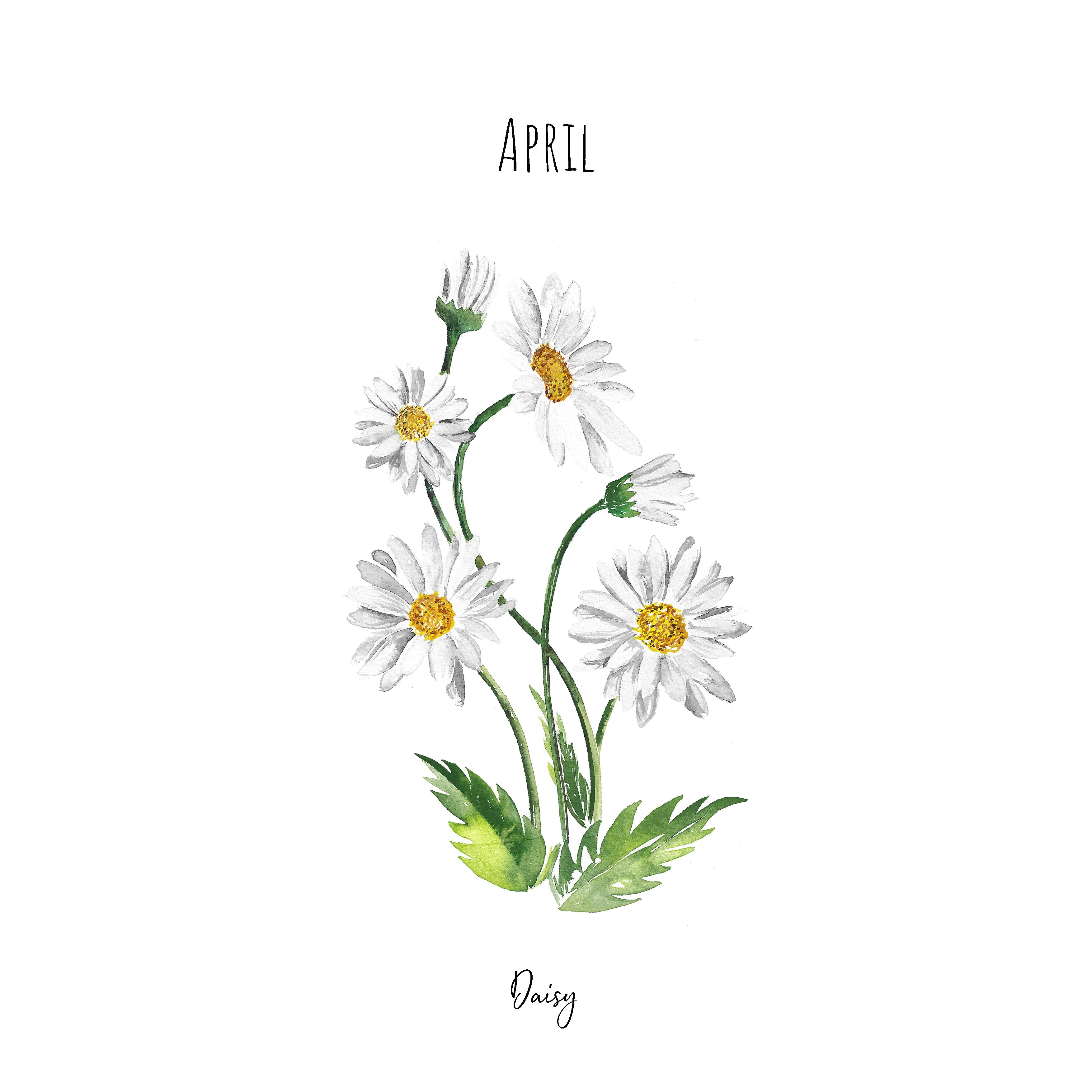 Daisy - April Birth Flower - Watercolour Fine Art Print
