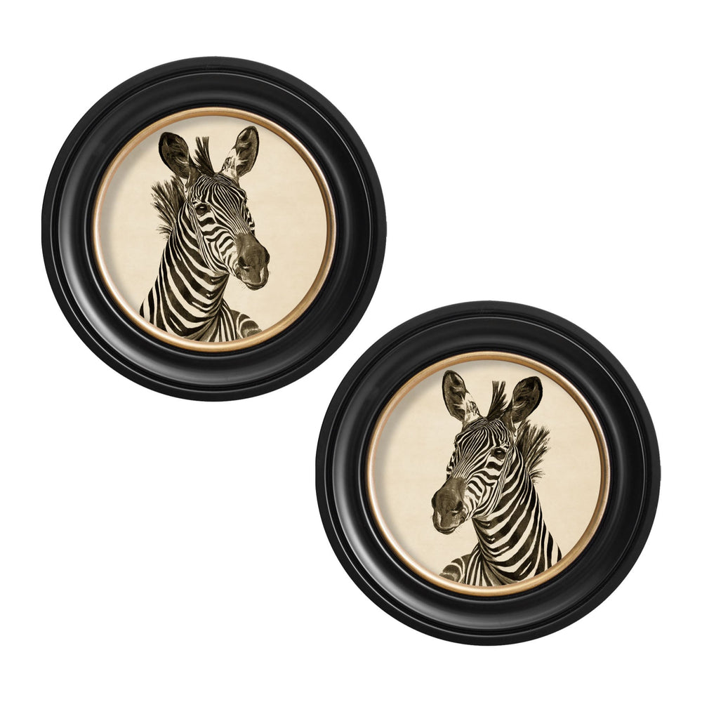 Zebra Illustrations Framed Prints