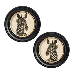 Zebra Illustrations