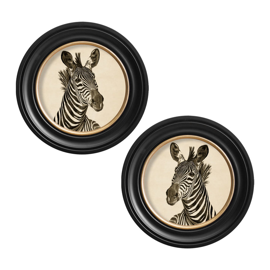 Zebra Illustrations