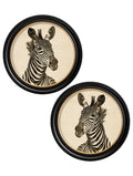Zebra Illustrations - Miola