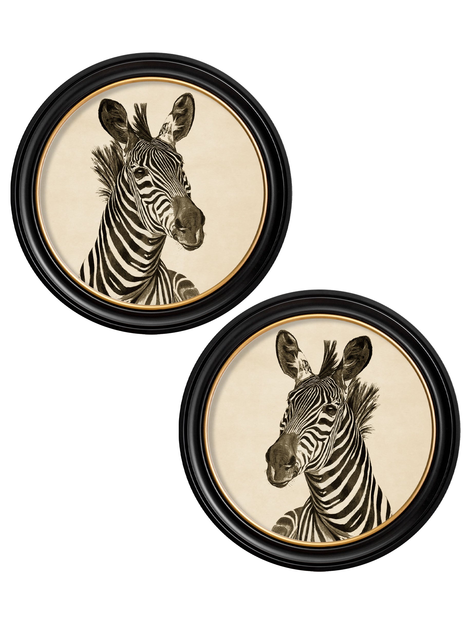 Zebra Illustrations
