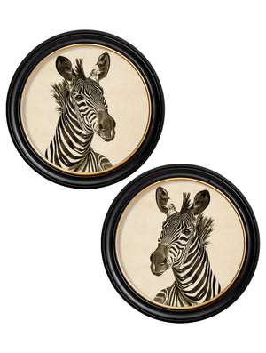 Zebra Illustrations