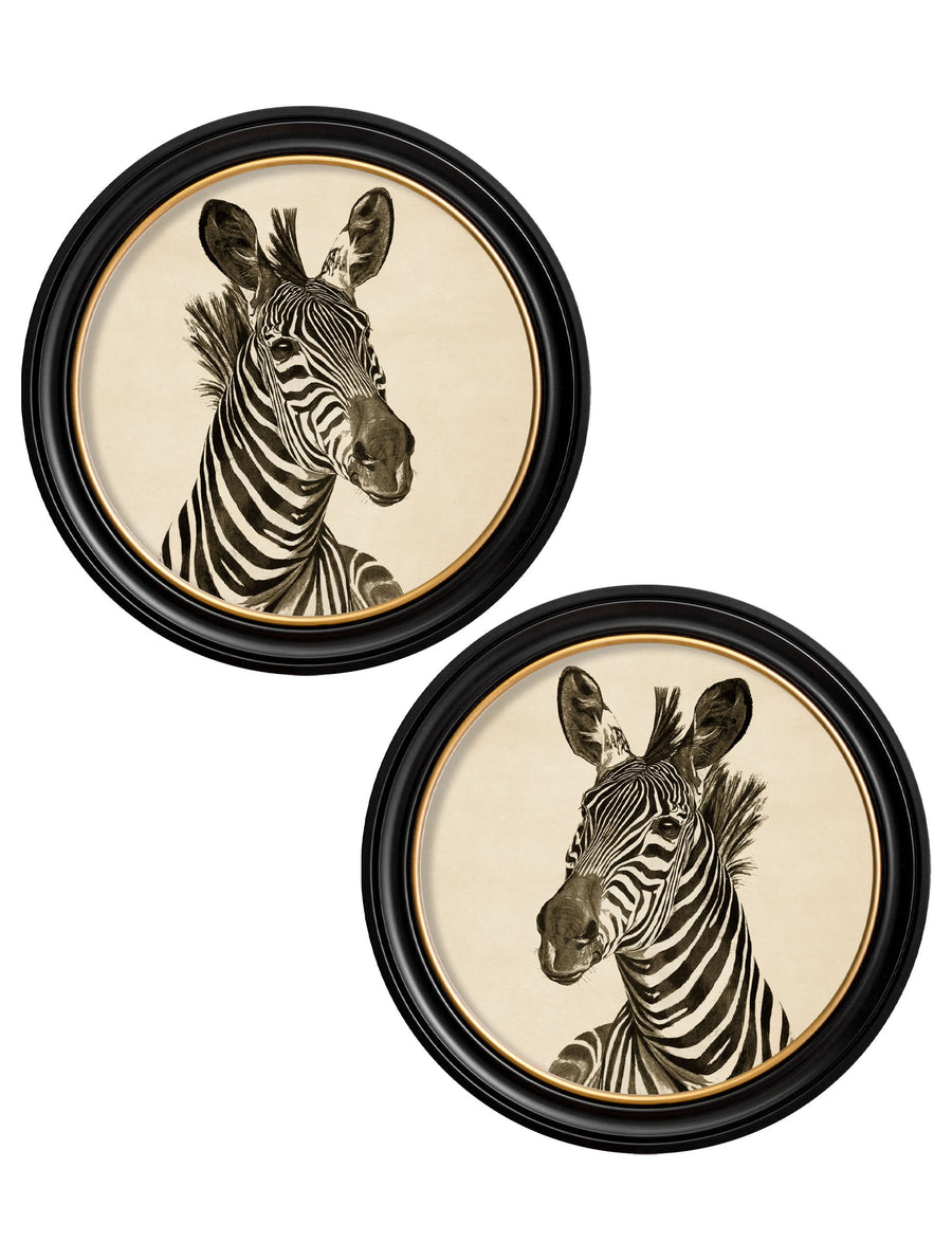 Zebra Illustrations