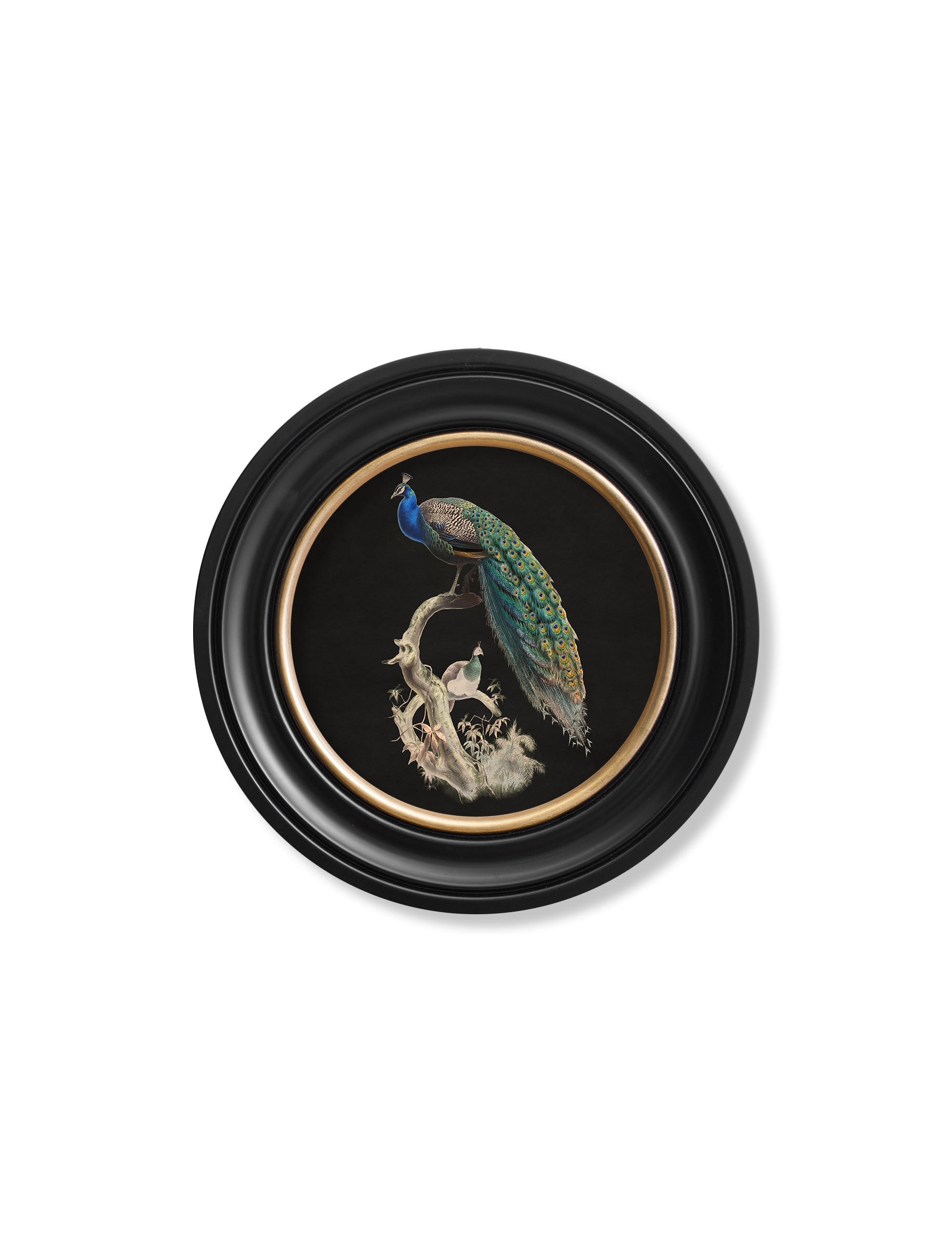 Peacocks in Round Frames