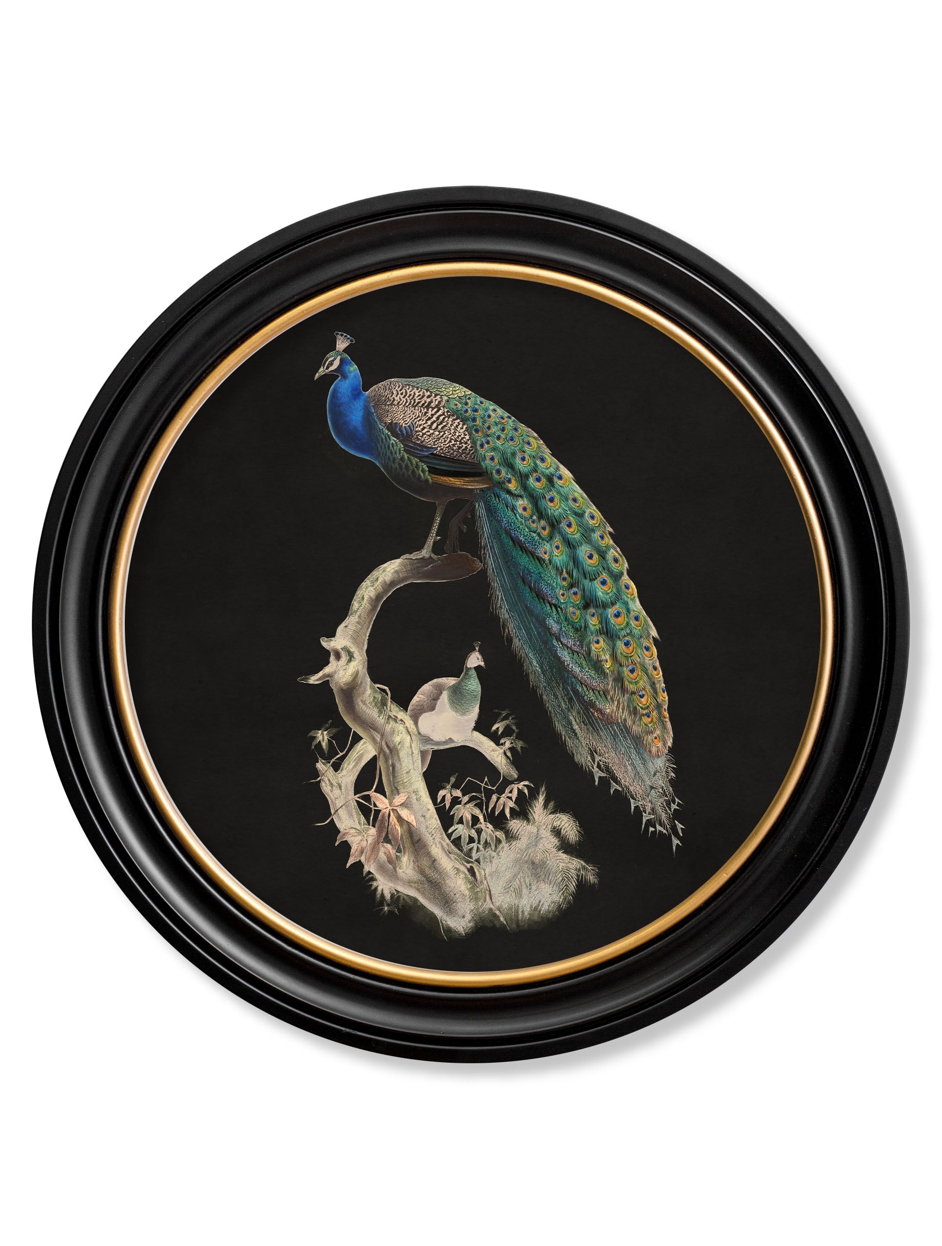 Peacocks in Round Frames